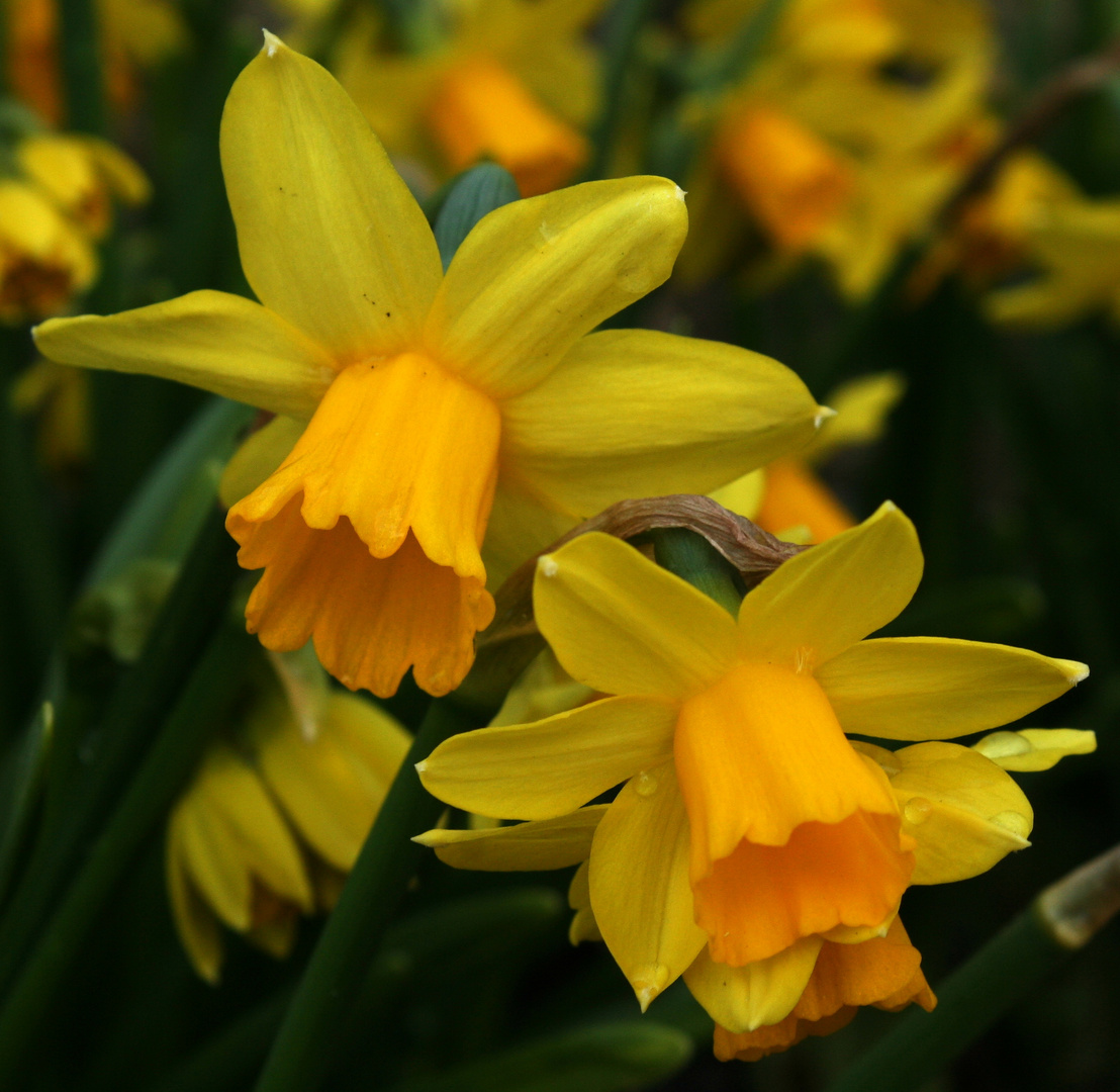 Narcissus Tête à Tête