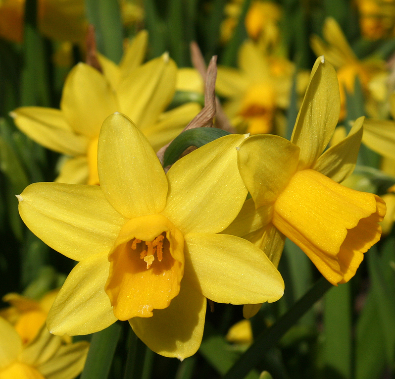 Narcissus Tête à Tête