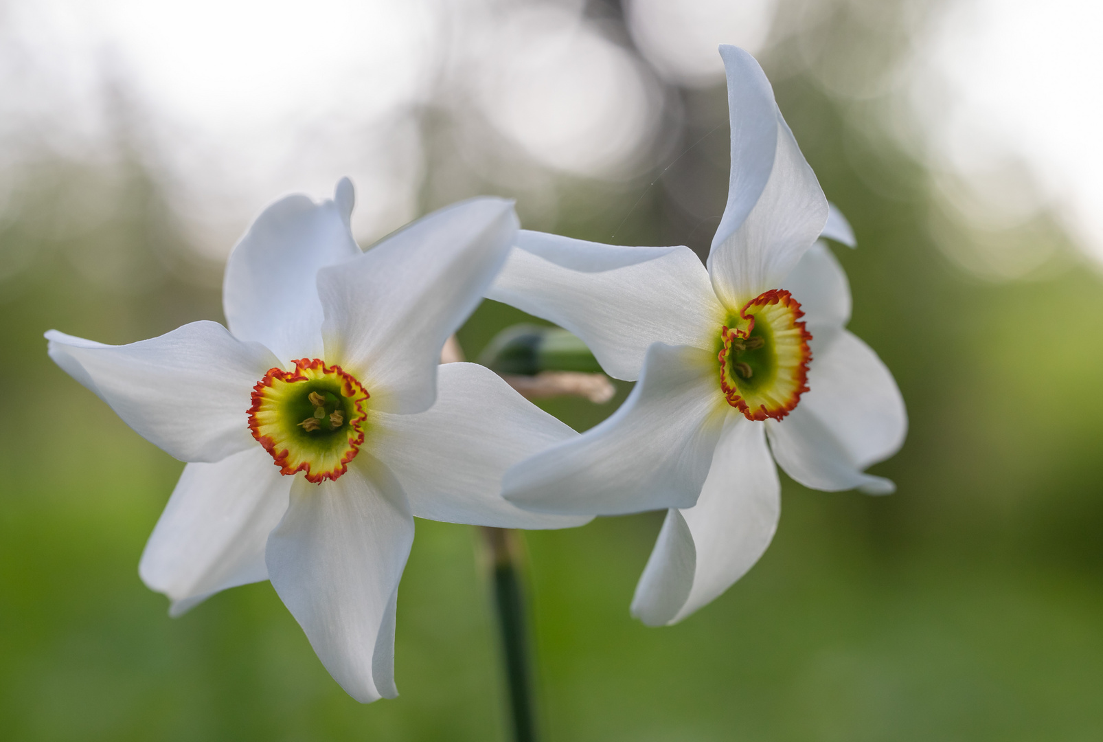 Narcissus, ursprüngliche Bearbeitung