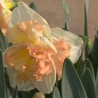 Narcissus 'Vanilla Peach'