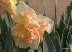 Narcissus 'Vanilla Peach'