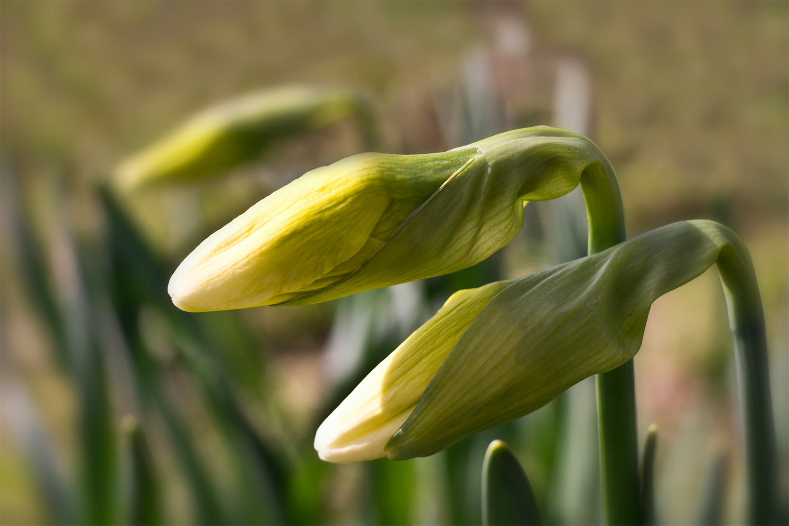  Narcissus von Frühling