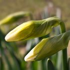  Narcissus von Frühling