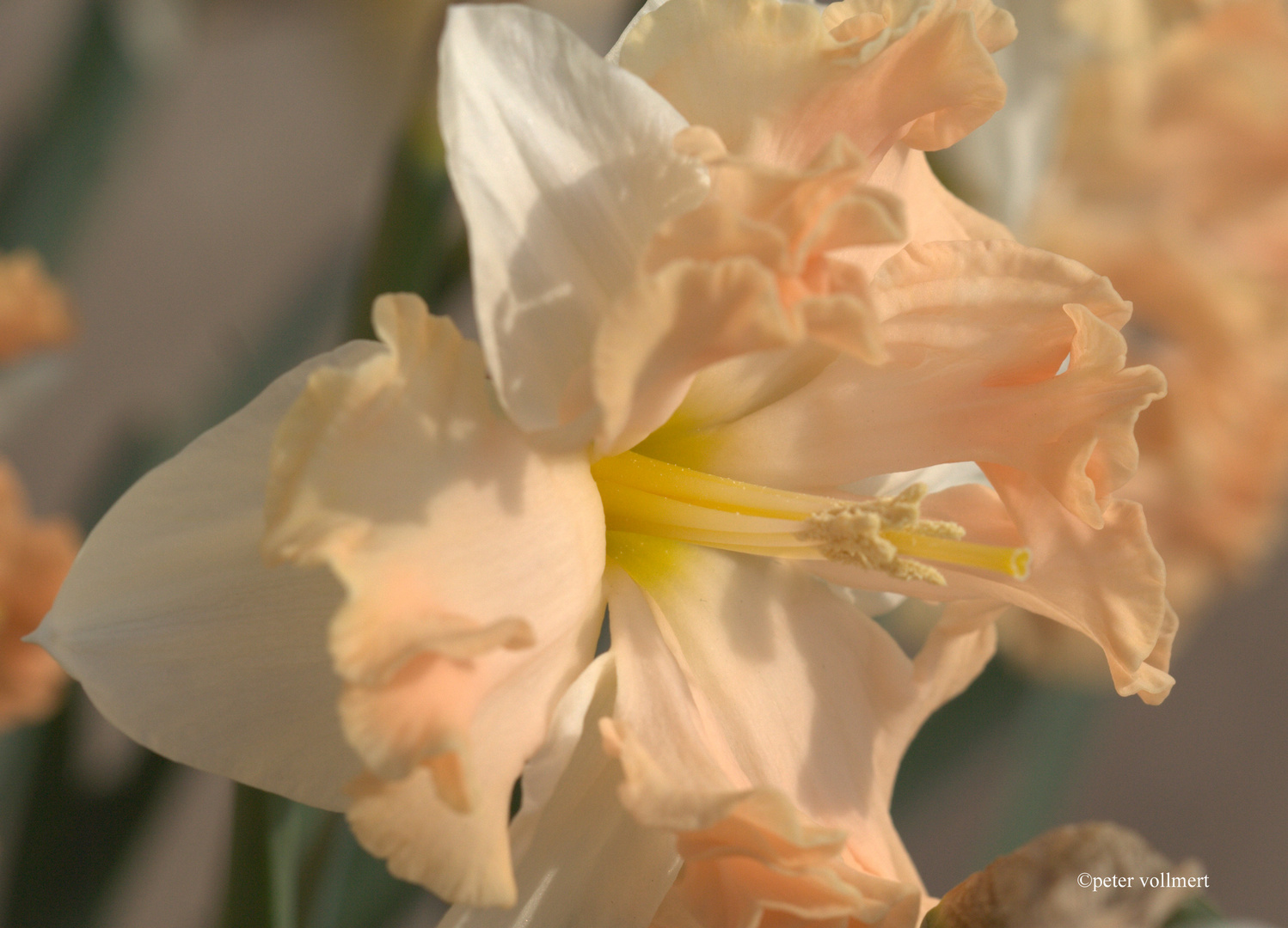 Narcissus 'Waltz'