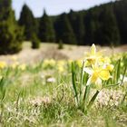 Narcissus - Wilde Osterglocken im Perlenbachtal