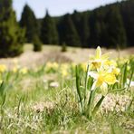 Narcissus - Wilde Osterglocken im Perlenbachtal