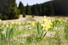 Narcissus - Wilde Osterglocken im Perlenbachtal
