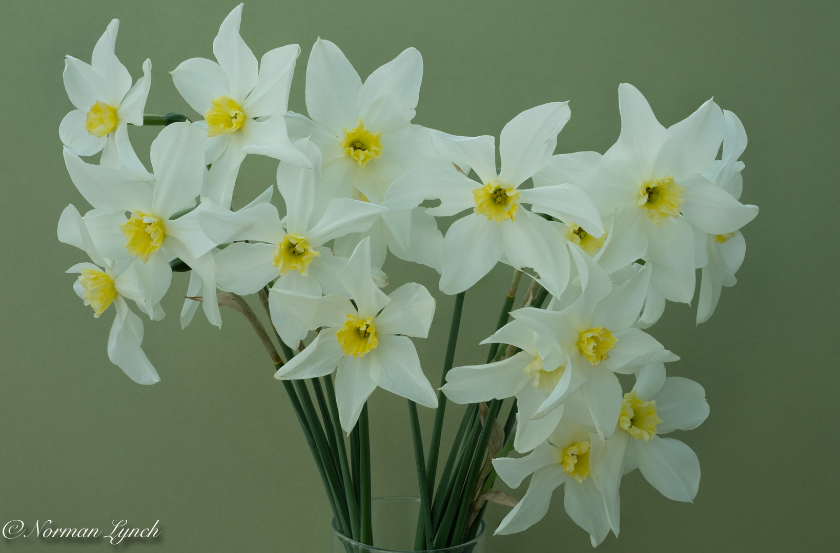 Narcissus with no name ?