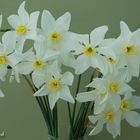 Narcissus with no name ?