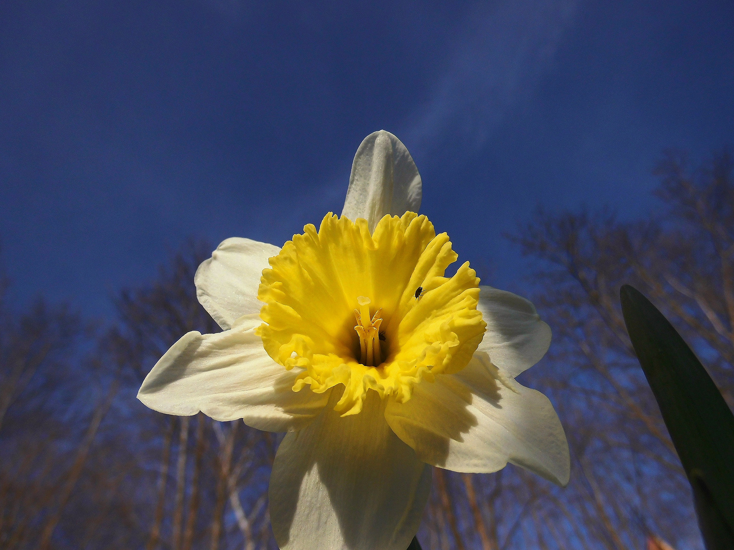 Narcissuspseudonarcissus / Osterglocke