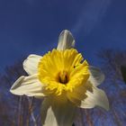 Narcissuspseudonarcissus / Osterglocke