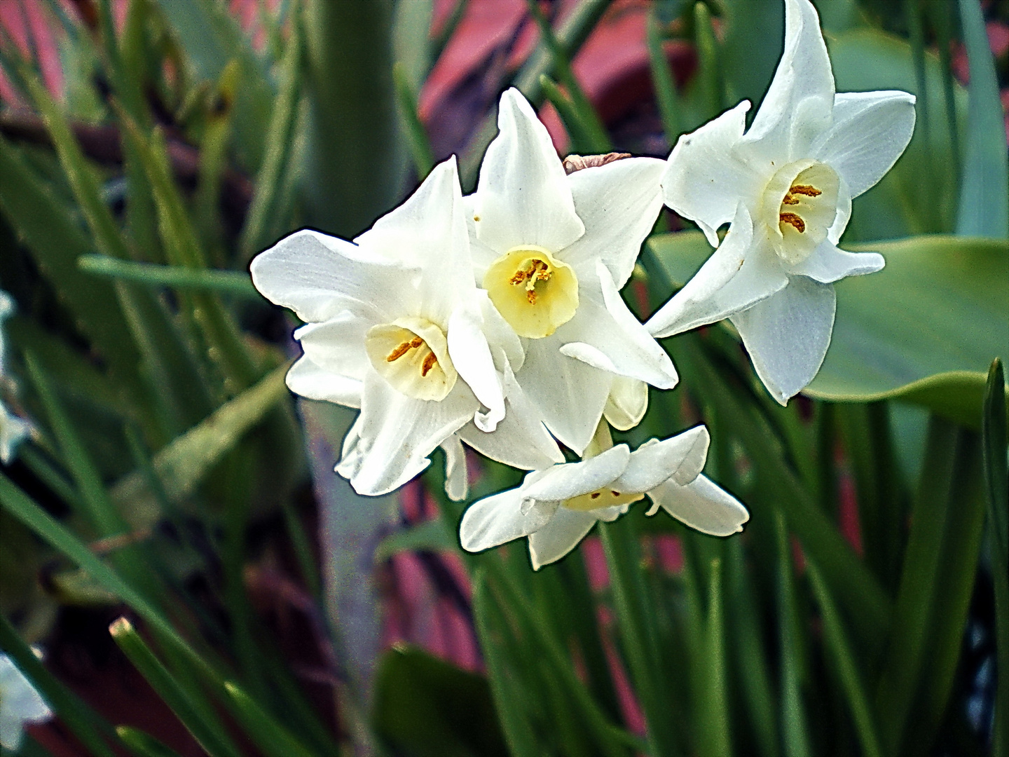 "Nardillos" Las primeras flores de mi patio.