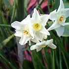 "Nardillos" Las primeras flores de mi patio.