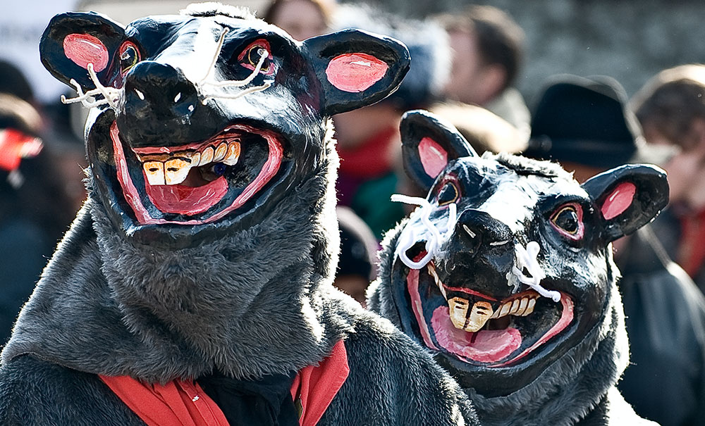 narenäscht in Karsau (Ratte)