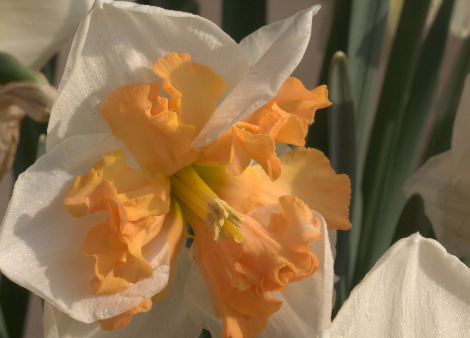 Naricissus 'Hungarian Rhapsodie'