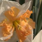 Naricissus 'Hungarian Rhapsodie'