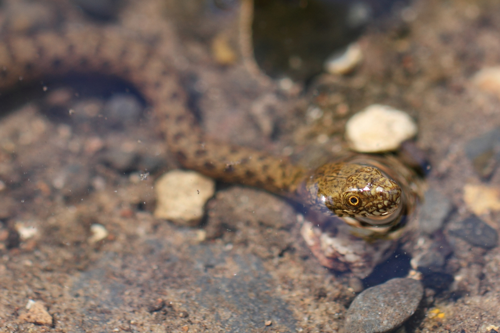 Narrow-Headed Gartersnake