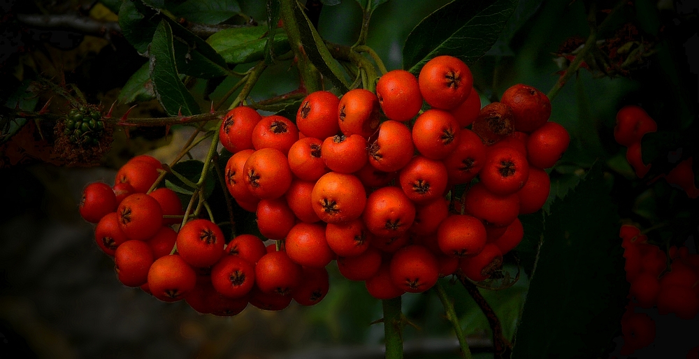 Narrowleaf Firethorn