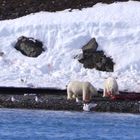 Narwal - Mahlzeit, Spitzbergen