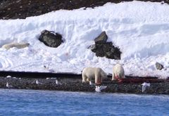 Narwal - Mahlzeit, Spitzbergen