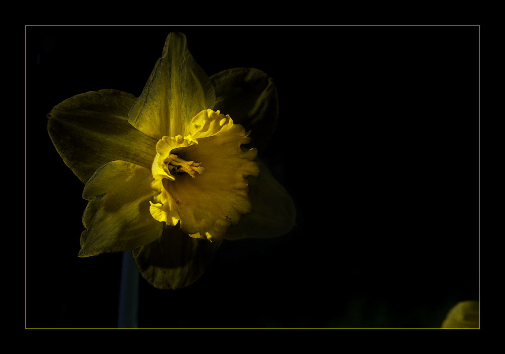 Narziß mit Goldmund