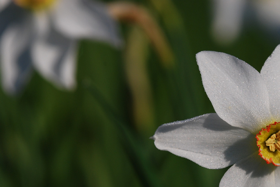 Narziß mit Goldmund Foto & Bild pflanzen, pilze & flechten, blüten