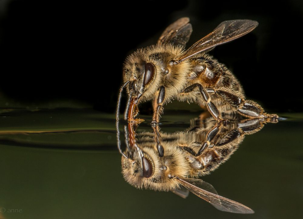 Narziss und sein Spiegelbild