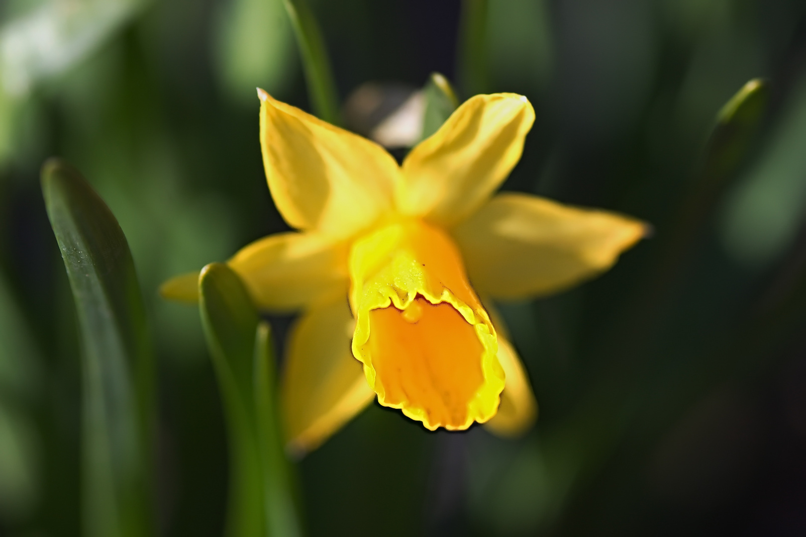 " Narzisse " Foto & Bild pflanzen, pilze & flechten, blüten