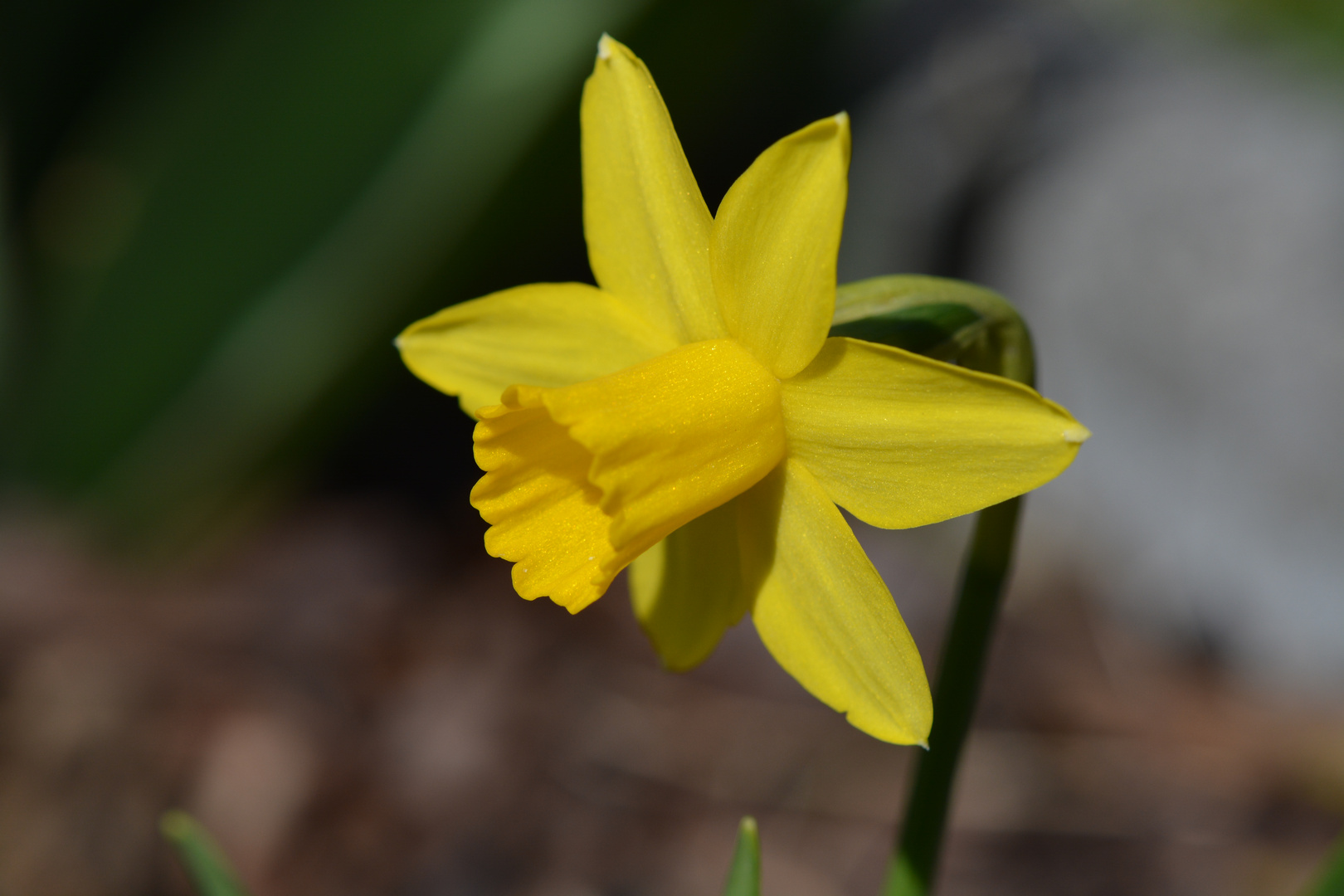 Narzisse Foto & Bild pflanzen, pilze & flechten, blüten
