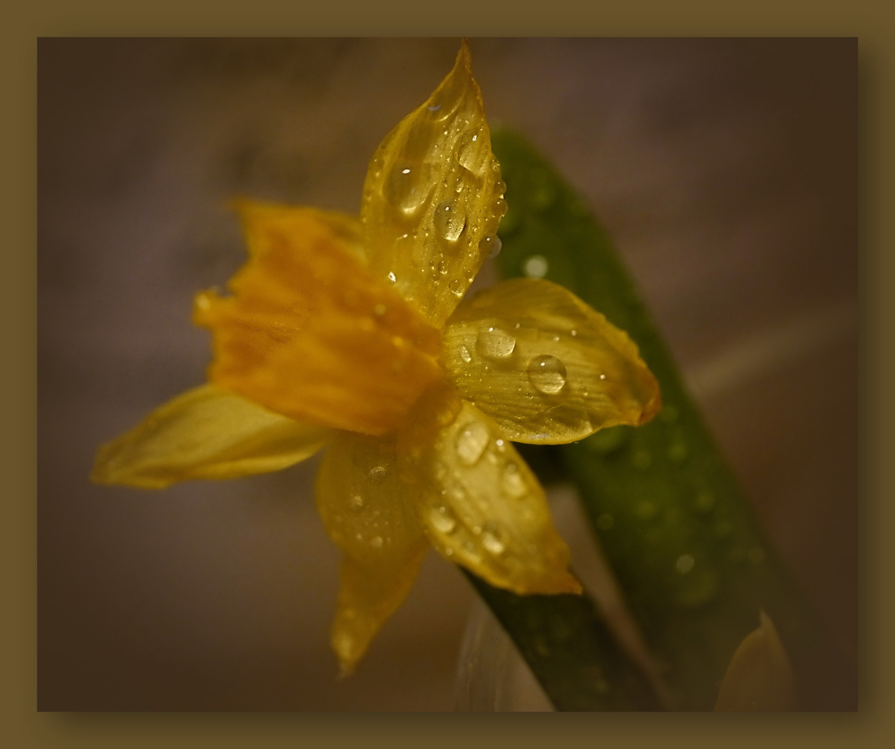 Narzisse Foto & Bild naturkreativ, natur, blüten narzissen