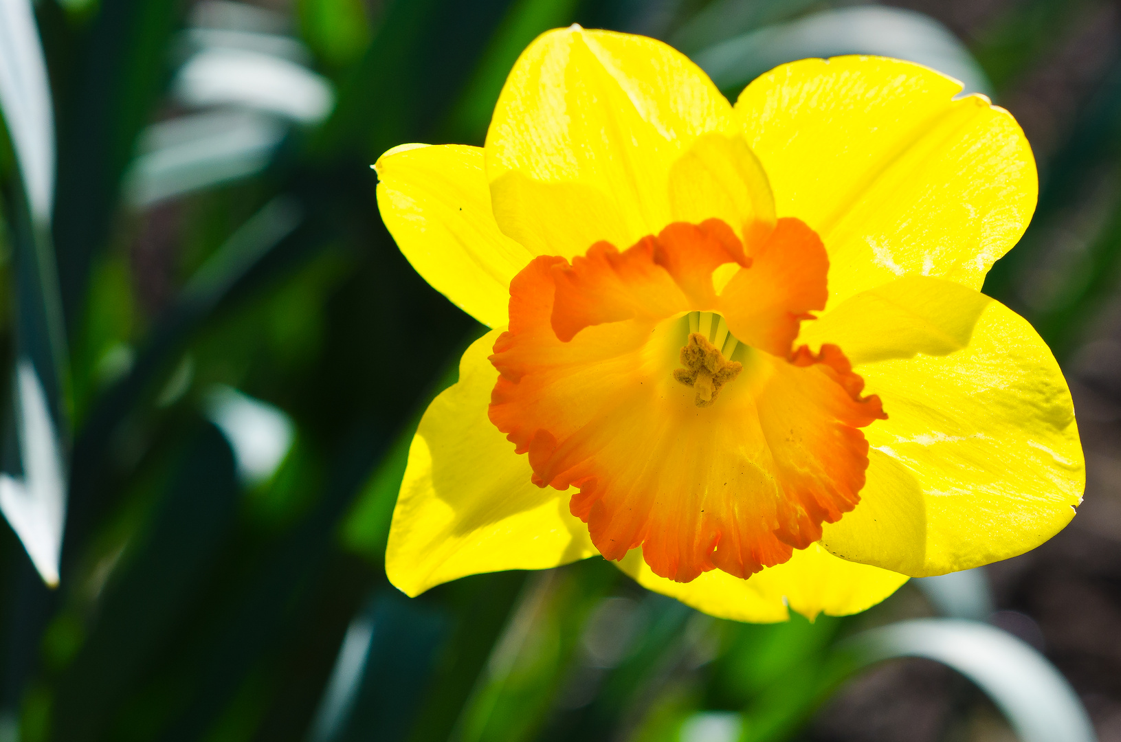 Narzisse Foto & Bild pflanzen, pilze & flechten, blüten