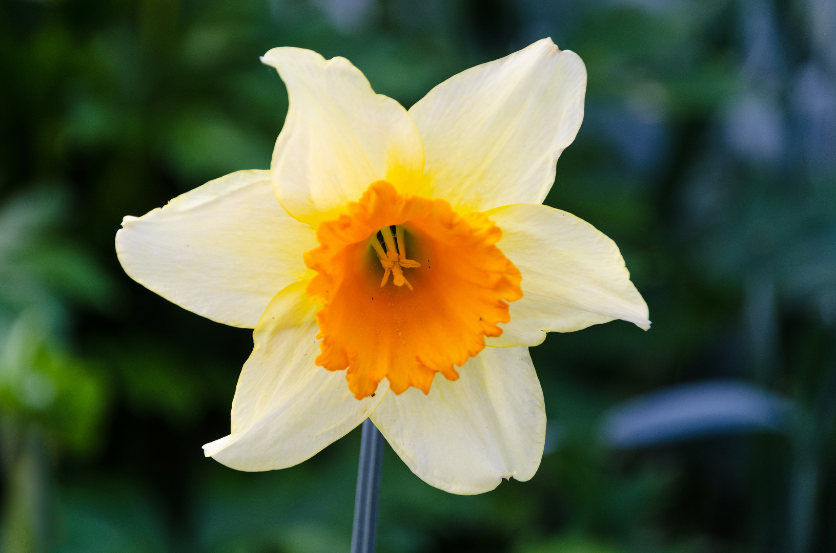Narzisse Foto & Bild natur, blumen, pflanzen Bilder auf
