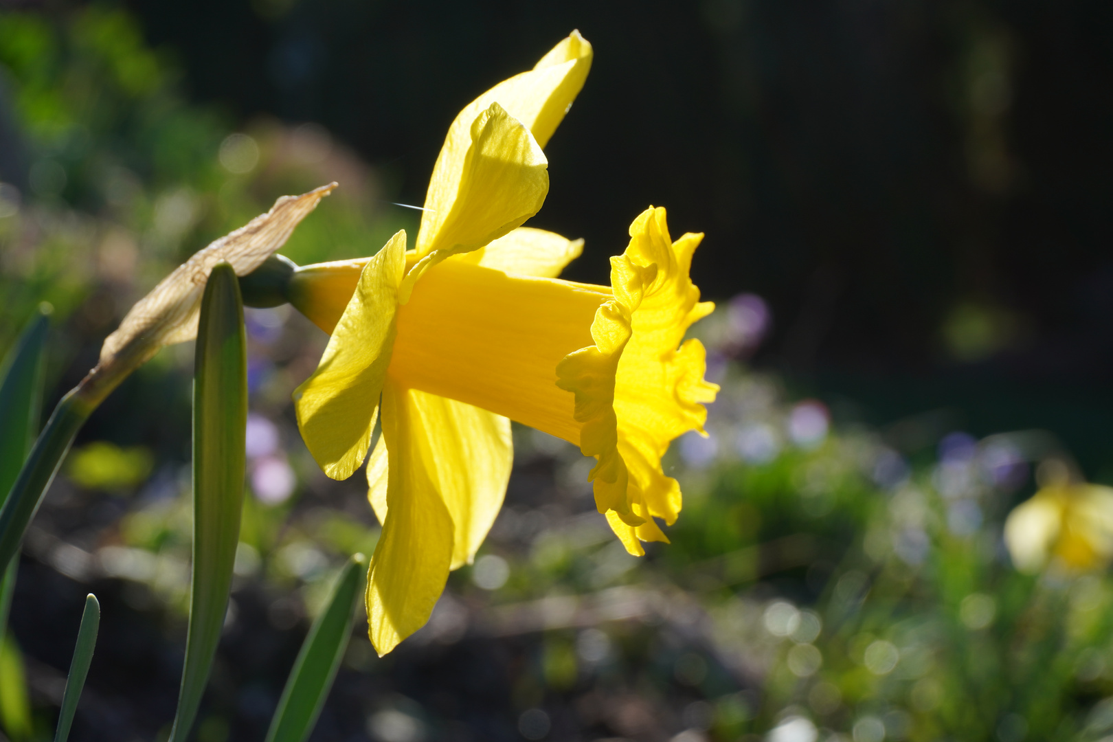 Narzisse Foto & Bild pflanzen, pilze & flechten, blüten