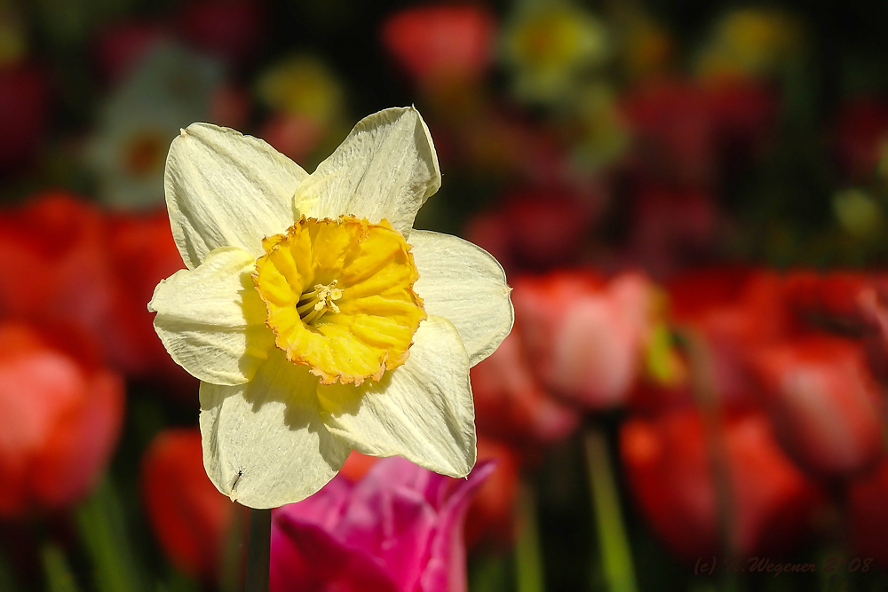 Narzisse Foto & Bild pflanzen, pilze & flechten, blüten