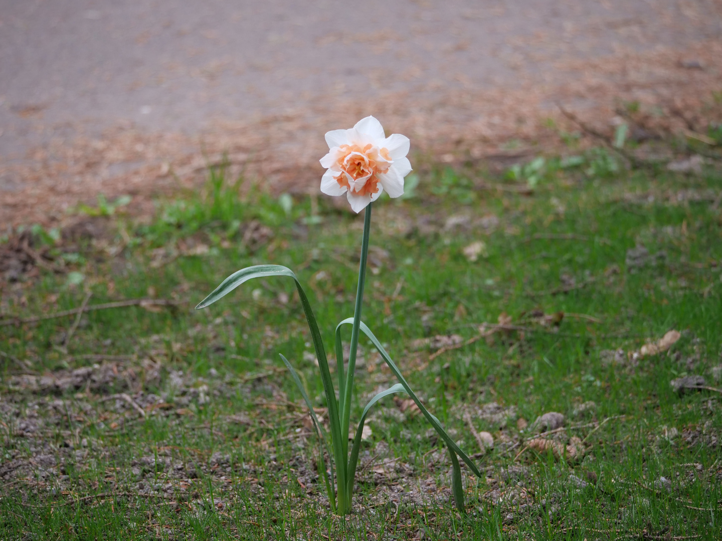 Narzisse "Flower Parade"