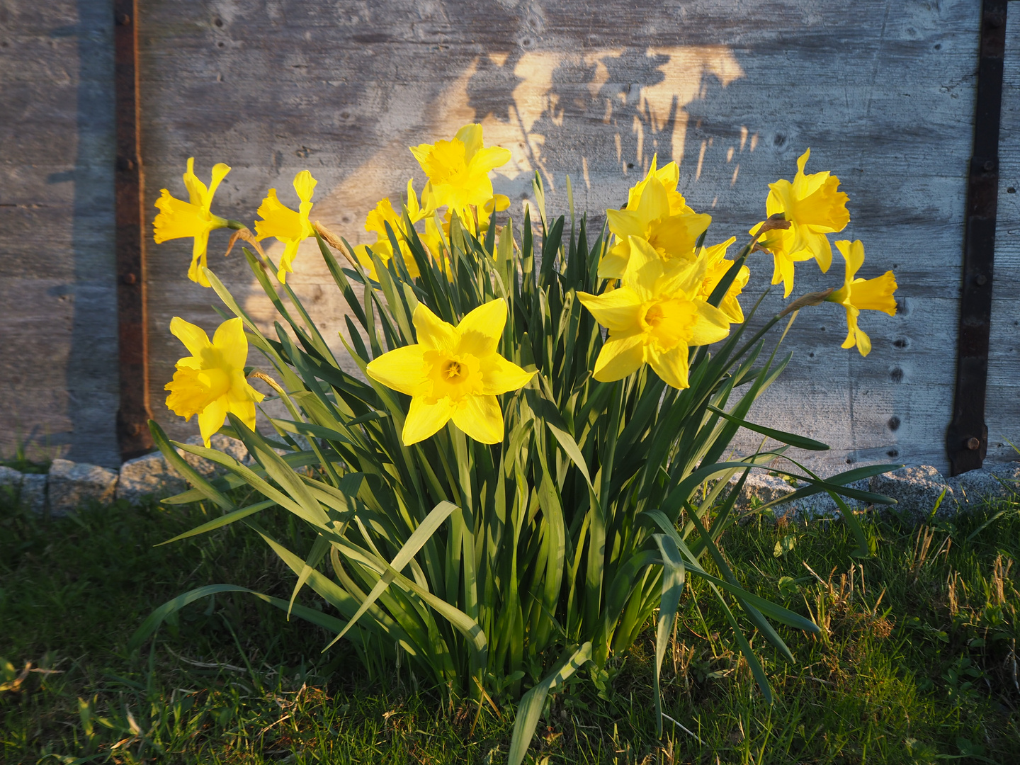 Narzisse im Frühling