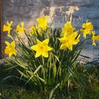 Narzisse im Frühling