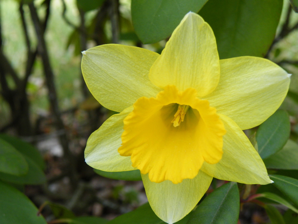 Narzisse im Frühling