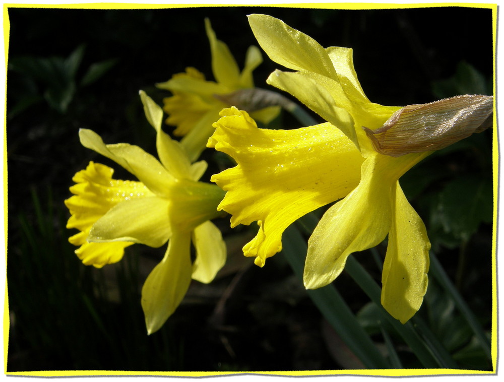 "Narzisse" im Frühling