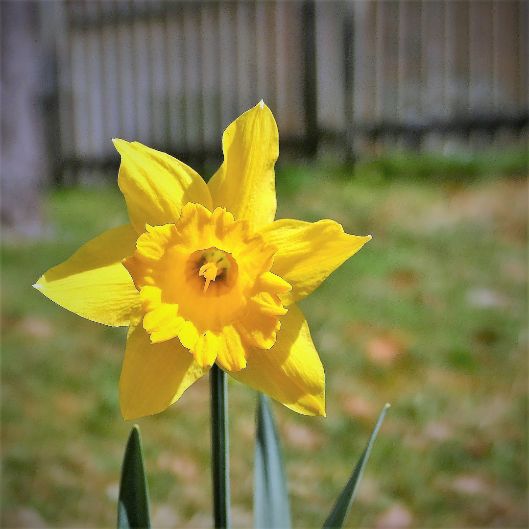 Narzisse im Garten