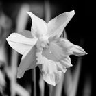 Narzisse im Garten Schwarz Weiß