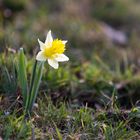 Narzisse im Gegenlicht