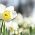 Narzisse im Licht des Frühlings