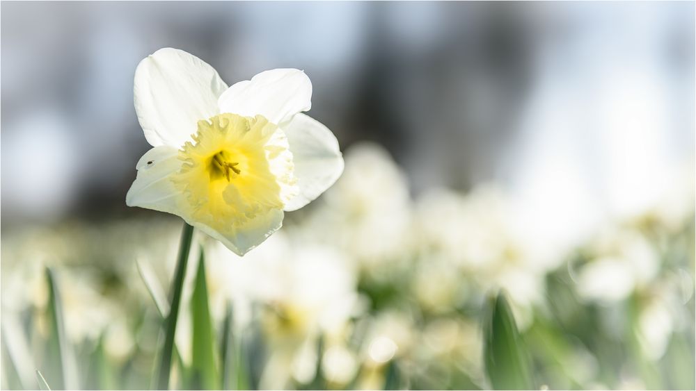 Narzisse im Licht des Frühlings