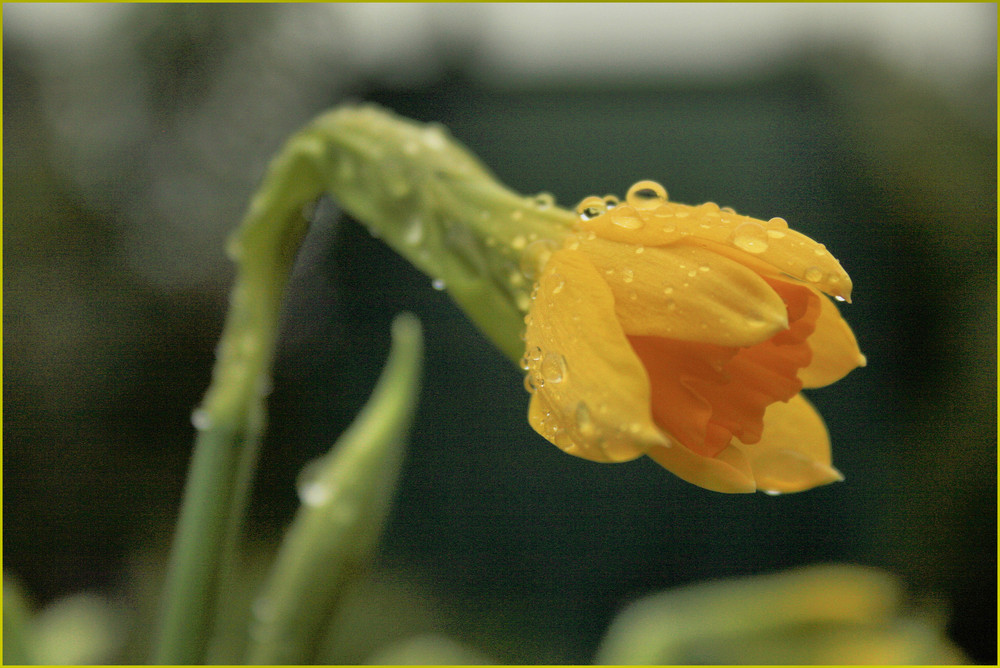 Narzisse im Regen...