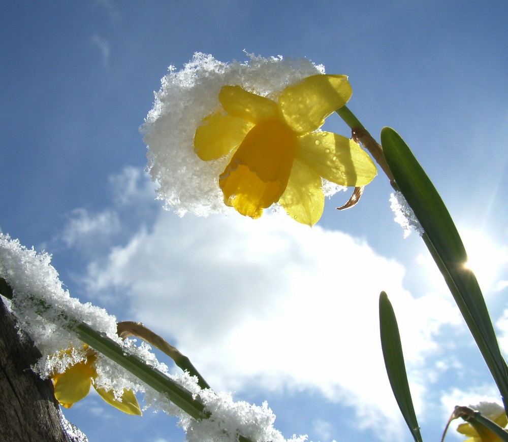 Narzisse im Schnee