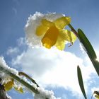 Narzisse im Schnee