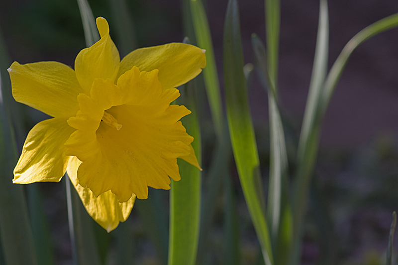 Narzisse im Schrebergarten