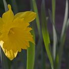 Narzisse im Schrebergarten