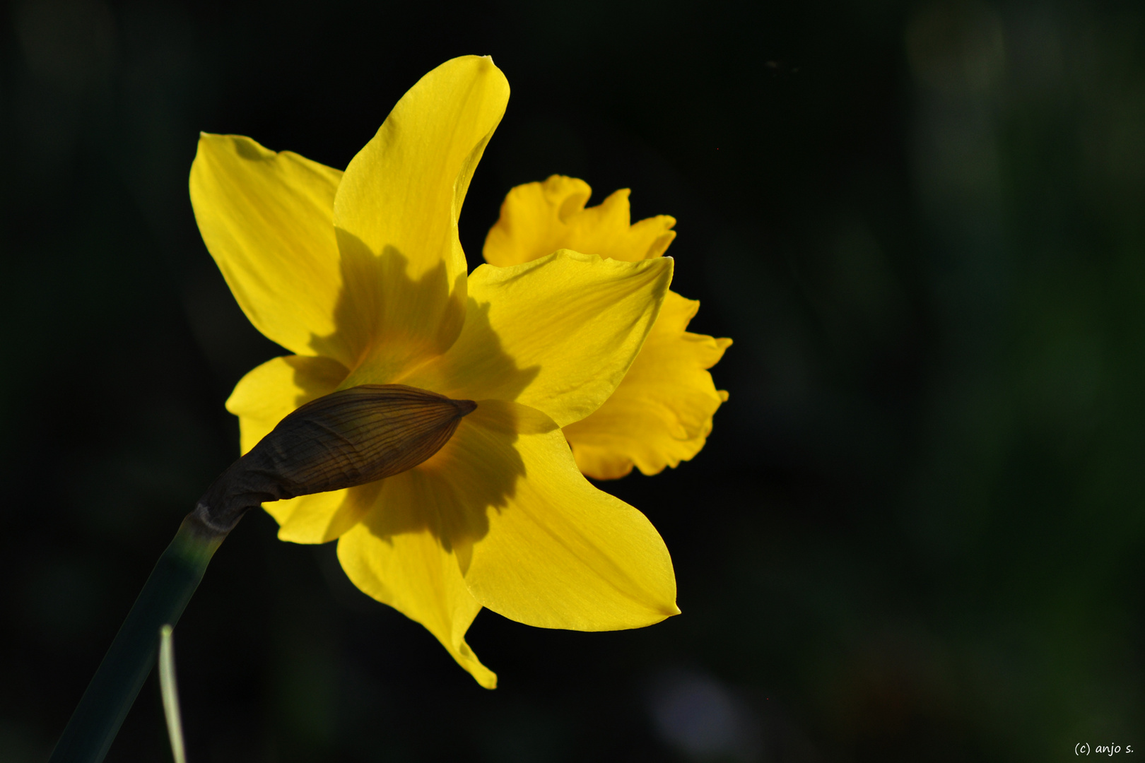 Narzisse im Sonnenlicht